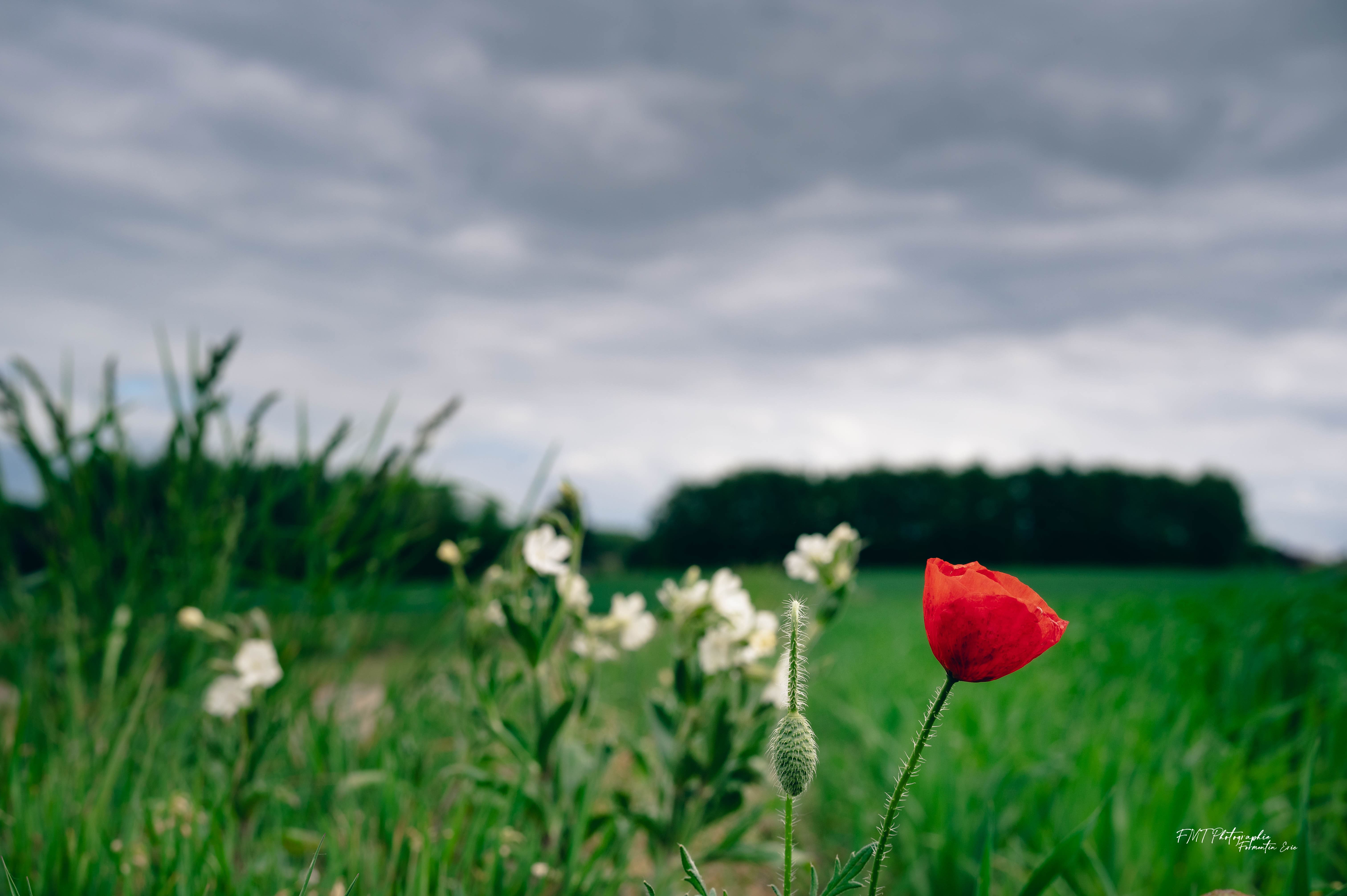 Paysage 1